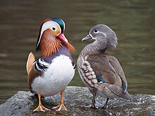 Two small ducks stood on some concrete. The duck on the left is highly colourful, with a white belly, pink beak, tawny brown tail feathers, and a dark green head stripe above two white eye areas. The duck on the right is less colourful, with feathers ranging from tawny brown to grey, a small white eye stripe and just a few dark green feathers under the wing.