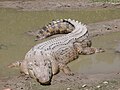 Cá sấu cửa sông Crocodylus porosus