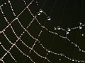 16. Hajnali harmatcseppek egy pókhálón (Luc Viatour fotója) (javítás)/(csere)