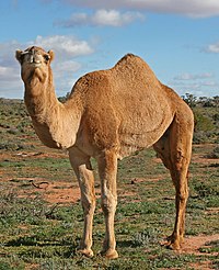 Dromedārs (Camelus dromedarius)