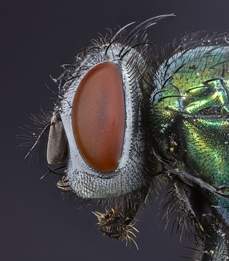 Common green bottle fly (Lucilia sericata), Hartelholz, Munich, Germany.