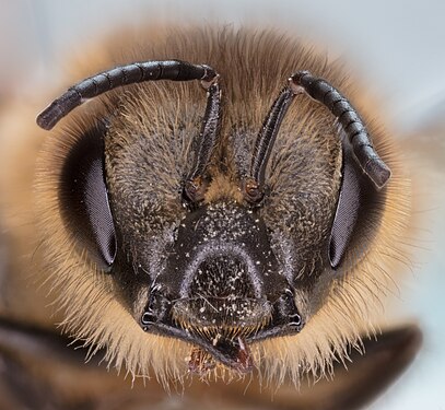 Bee (Colletes daviesanus), Hartelholz, Munich, Germany.