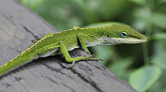 Anole at Polychrotinae, by Phirst