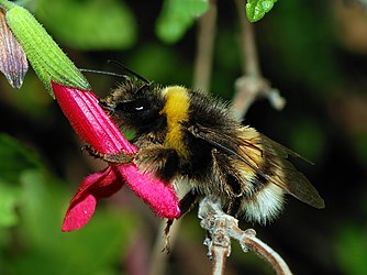 Bumblebee robbing nectar