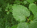 Betula platyphylla: leaves