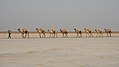 10. Sót szállító tevekaraván a Karum-tónál (Afar, Etiópia) (javítás)/(csere)