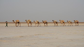 Caravana com dromedários transportando sal das salinas no lago Karum, região de Afar, Etiópia. (definição 7 535 × 4 238)