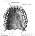 Il palato osseo e l'arcata alveolare superiore.