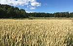 Ett svenskt vetefält vid Hågelby gård i juli 2020.