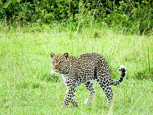 An African leopard in Queen Elizabeth National park in Western Uganda Photograph: User:Gabriels108