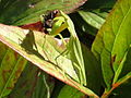 Belalang sentadu sedang memakan lalat (Selandia Baru)
