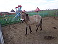 Кінь Пржевальського