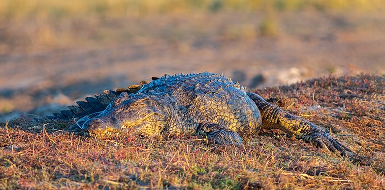 Nile crocodile (Crocodylus niloticus), Chobe National Park, Botswana.