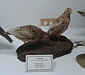 Caille de madère (Coturnix c. confisa) au musée d’histoire naturelle de Funchal.