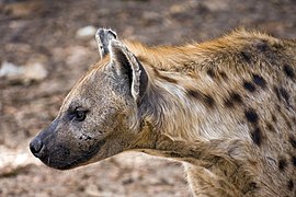 Hyène tachetée dans la réserve nationale d'Abuk en Gambie.