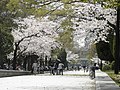 Cseresznyevirágzás Hirosimában
