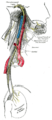 Curs i distribució dels nervis glossofaringi, vague i accessori.
