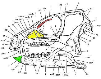 جمجمة هيترودونتوصور الملونة "بعظم جفني" (أحمر)، "نافِذِيّ" (الأصفر) و"قبل سني" (الأخضر).