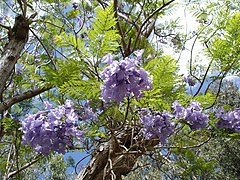 ต้นและดอกศรีตรัง (J. mimosifolia) ที่เรอูว์นียง