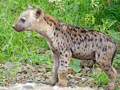 Jeune hyène (Parc national Kruger, Afrique du Sud).