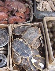 Photograph of a box of turtle plastrons in a market