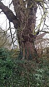 Ulmus glabra. Horncastle Road, Louth, Lincolnshire (2).jpg