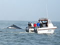 ウォルビス湾でのザトウクジラのホエールウォッチング