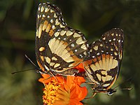 Bordered Patch (Chlosyne lacinia) butterflies mating on a flower