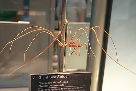 A Colossendeis colossea sea spider, displayed at the Smithsonian.