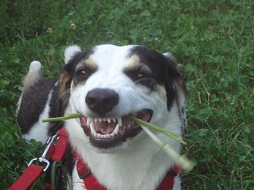 The simple play of a puppy chewing a blade of grass