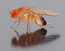 A small fly with red eyes.