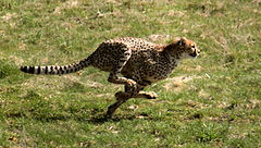 Гепард в бяг