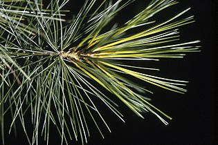 pine needles (pinus strobus)