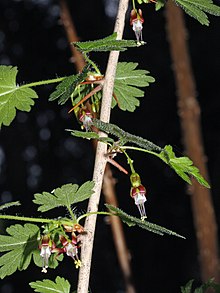 Ribes divaricatum (Skógarber)