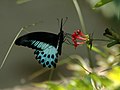 Blue Mormon, Papilio polymnestor.