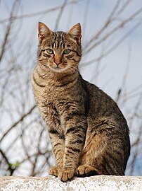 Gat domèstic (Felis silvestris catus)