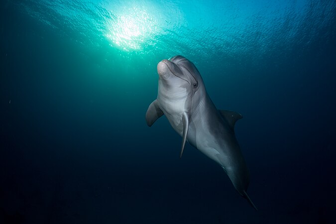 位于以色列埃拉特海豚礁附近的潜水点。该地区有包括海豚在内的许多物种。