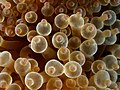 5. A tengeri rózsák közé tartozó hólyagos anemóna (Entacmaea quadricolor) (javítás)/(csere)