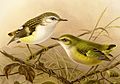 Chim khổng tước Rifleman hay tītitipounamu (Acanthisitta chloris) mái (trái) và trống (phải), một trong hai loài còn sinh tồn của họ Acanthisittidae.