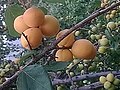 Maaprikoti (Prunus armeniaca)