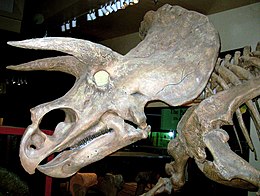 A Triceratops koponyája.