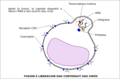 4- La proteïna gp41 acaba la fusion de l'envolopa virala e de la membrana cellulara. Un còp aquela fusion acabada, la capsida que protegís lo contengut dau virüs comença de disparéisser