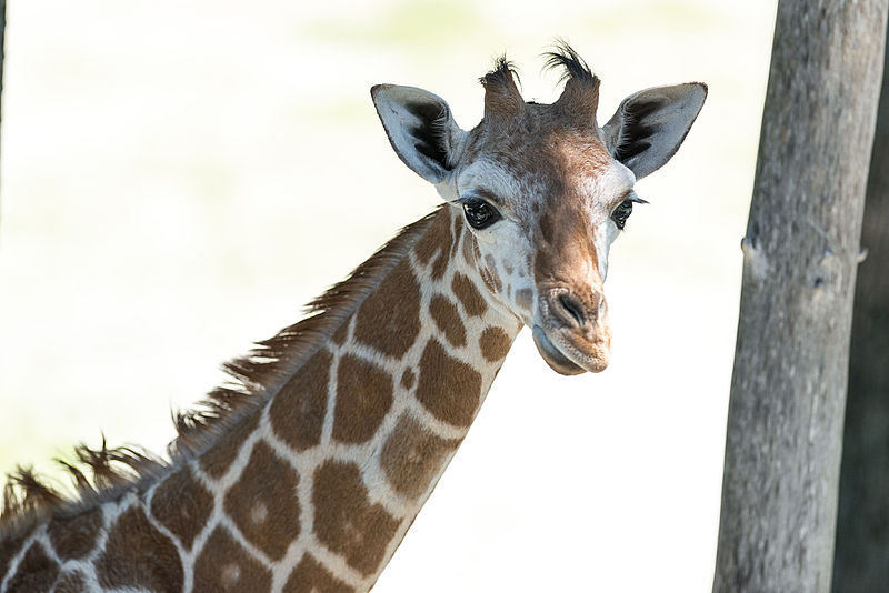 File:Young Giraffe Profile (19999807755).jpg