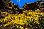 Весняне цвітіння авринії скельної. Автор: Олександр Водолазський, CC-BY-SA-4.0