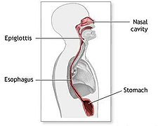 Posición del diafragma en relación con el estómago.