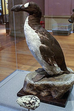 A large, stuffed bird with a black back, white belly, heavy bill, and white eye patch stands, amongst display cases and an orange wall.