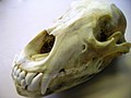 Caixa craniana de um urso-cinzento