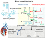 Blood coagulation pathways in vivo showing the central role played by thrombin