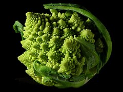 File:Fractal Broccoli.jpg (2004-09-19)