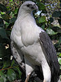 Ngoolor - Djilyiyan (White bellied Sea-eagle)
